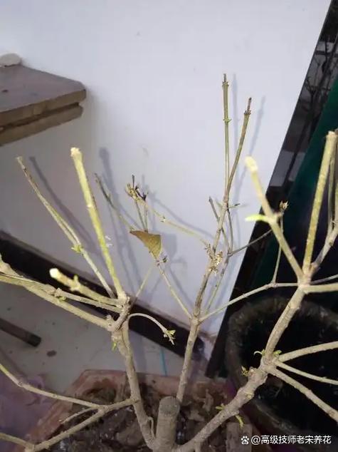 枯萎的花发新芽预示着什么截图
