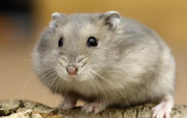 紫仓仓鼠容易死吗