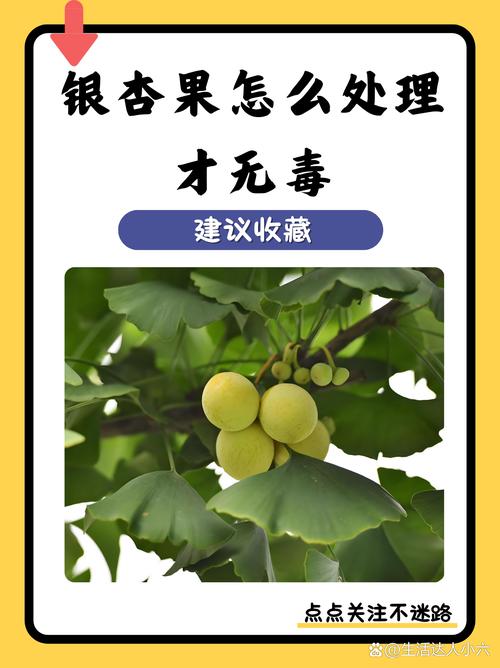 新鲜白果有毒吗,怎么去除