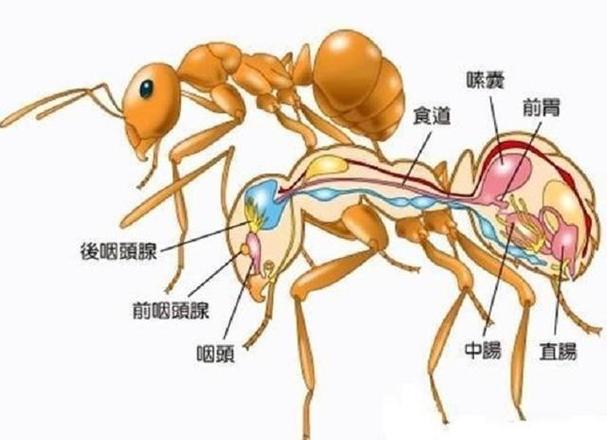 蚂蚁省是真的吗