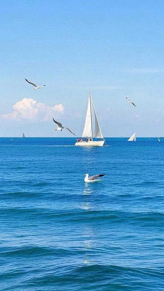 蓝天大海海鸥的唯美图片大全