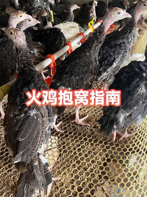鸡抱窝最快的解决方法