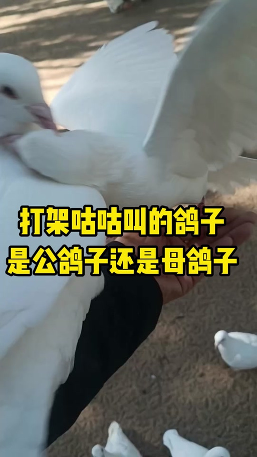 鸽子叫声吸引鸽子图标
