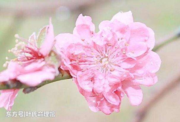 正缘桃花是真爱吗缩略图