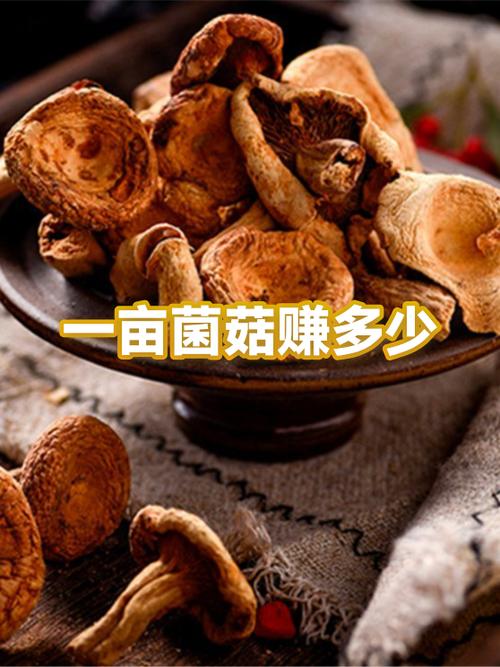 种植菌类要投资多少钱