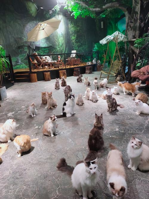 猫趣app下载安装图标