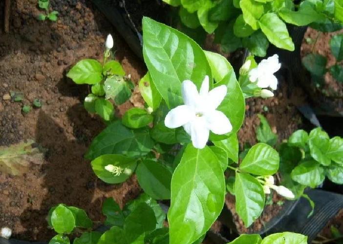 茉莉花茶的做法