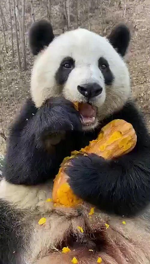 大熊猫都吃什么食物