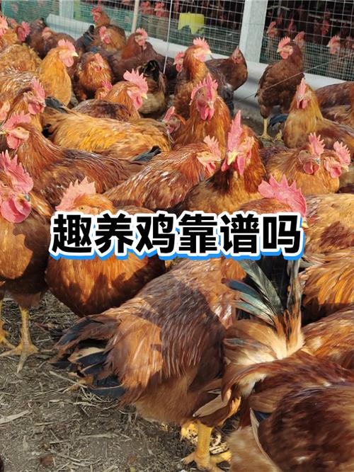 趣养鸡app图标