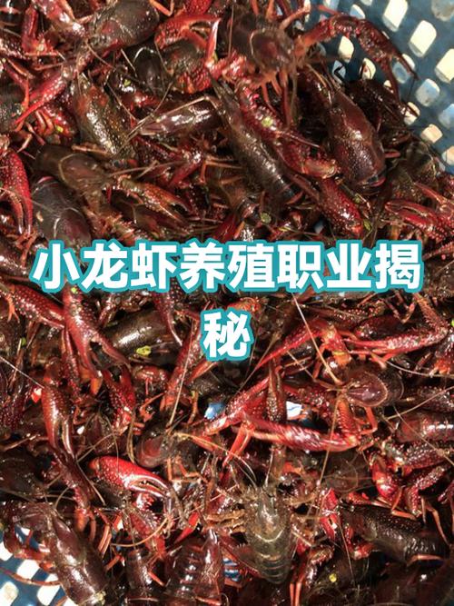 明年养龙虾的前景如何