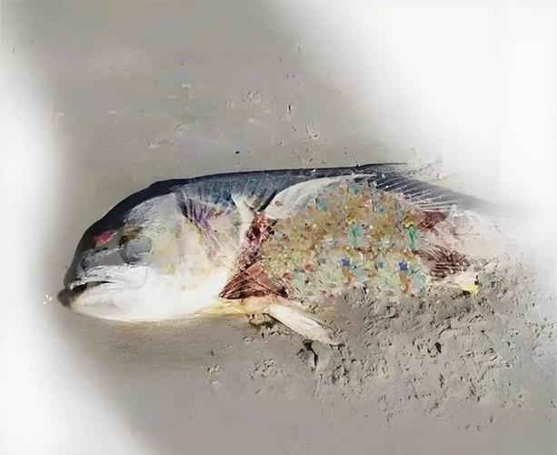 塑料进入人体危害
