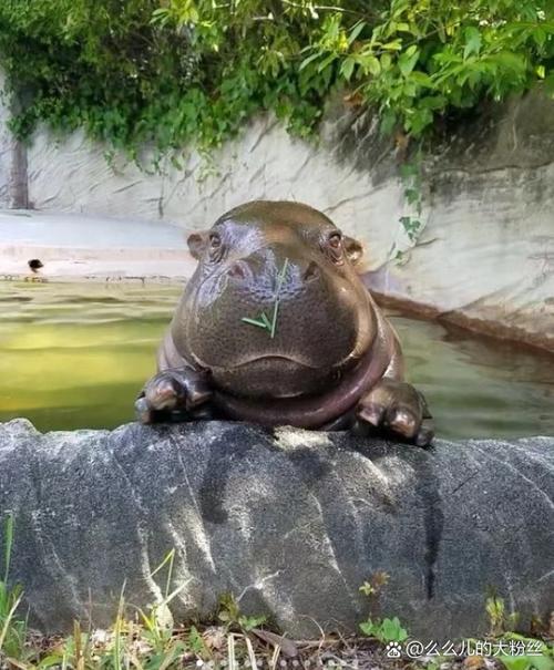 认识动物28河马