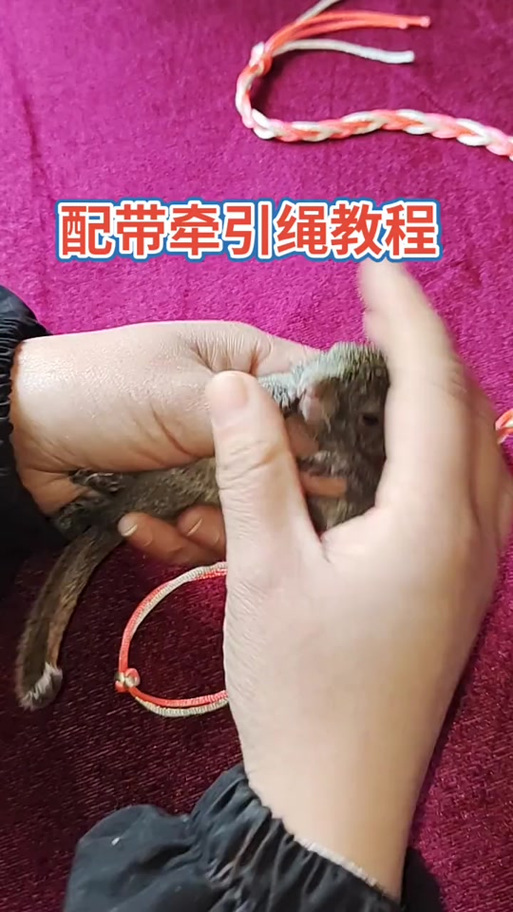 普通绳子怎么拴猫教程