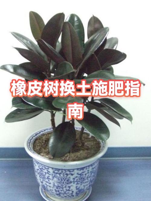 橡皮树放哪里最旺财