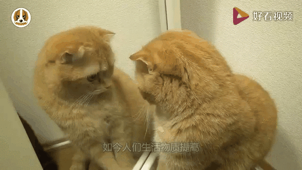 好奇救了猫截图