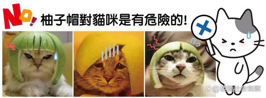 柚子对猫有害吗