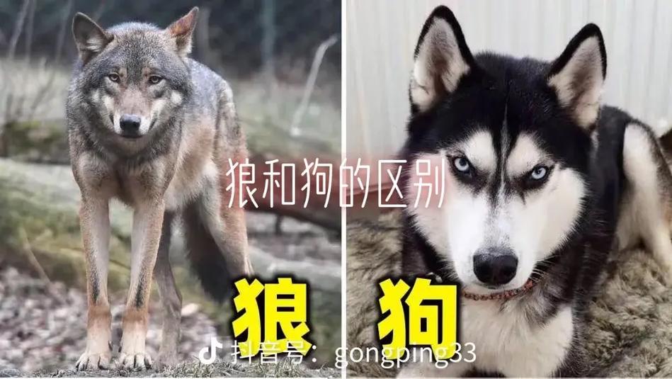 狼狗是狗和狼的后代吗