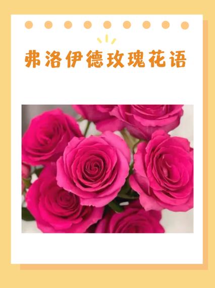 50朵玫瑰代表什么意思截图