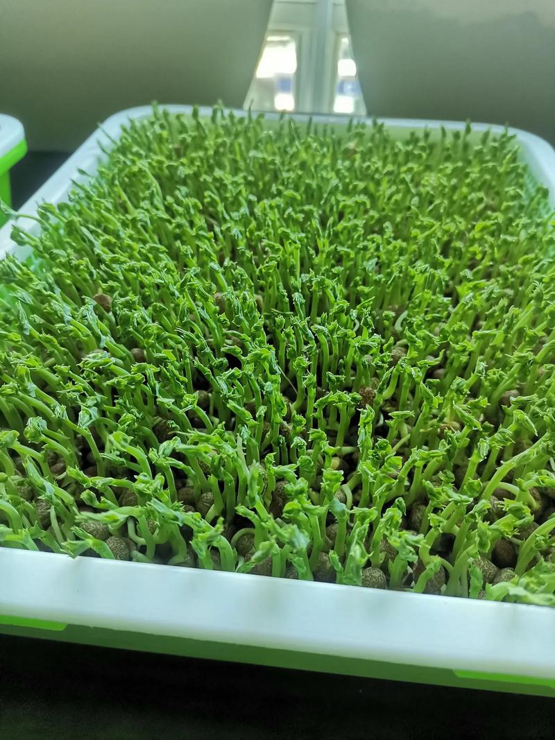 十大芽苗菜排名