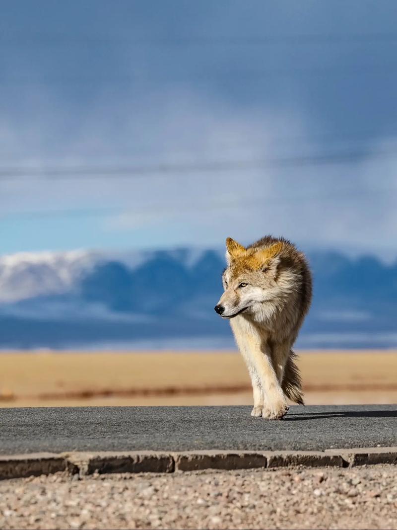狼怎么繁衍后代