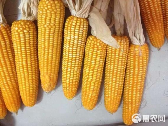 硬玉米粒短圆