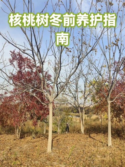核桃树不结核桃怎么办