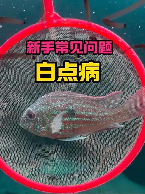 鱼有白点病是什么引起的