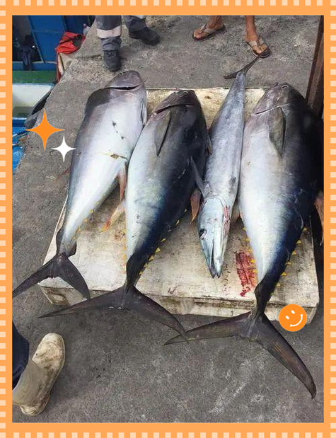 黄鳍金枪鱼价值截图