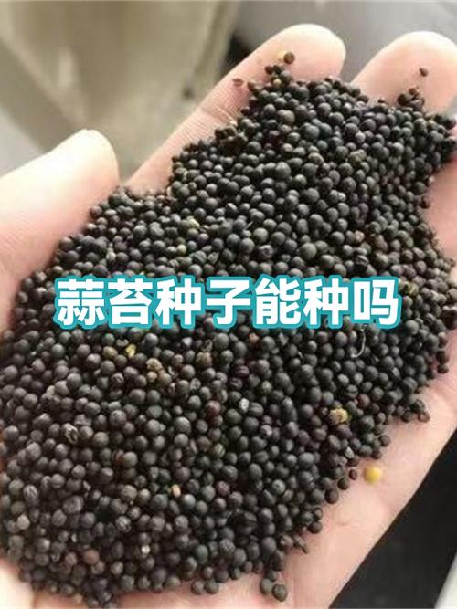 蒜苔结的种子能种吗
