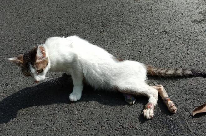 小猫全身瘫软无力站不起来