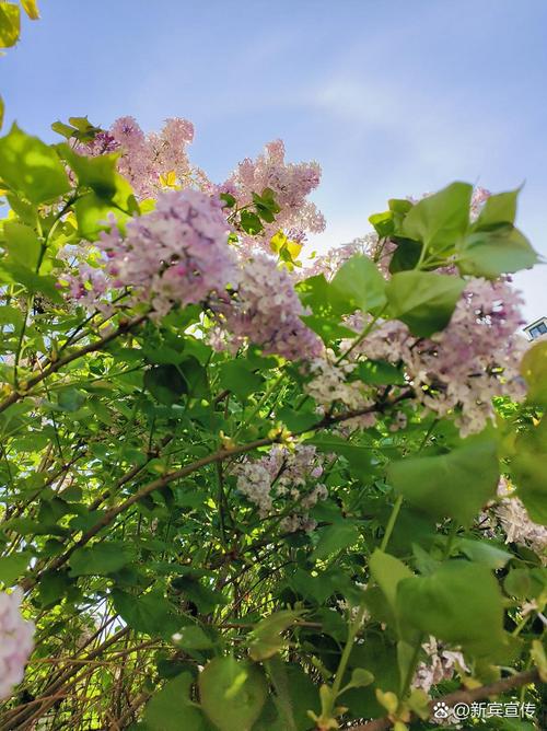 丁香花开缩略图