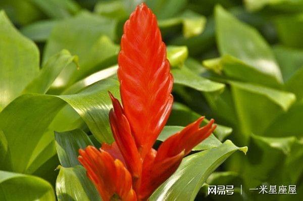 一米的吉祥语