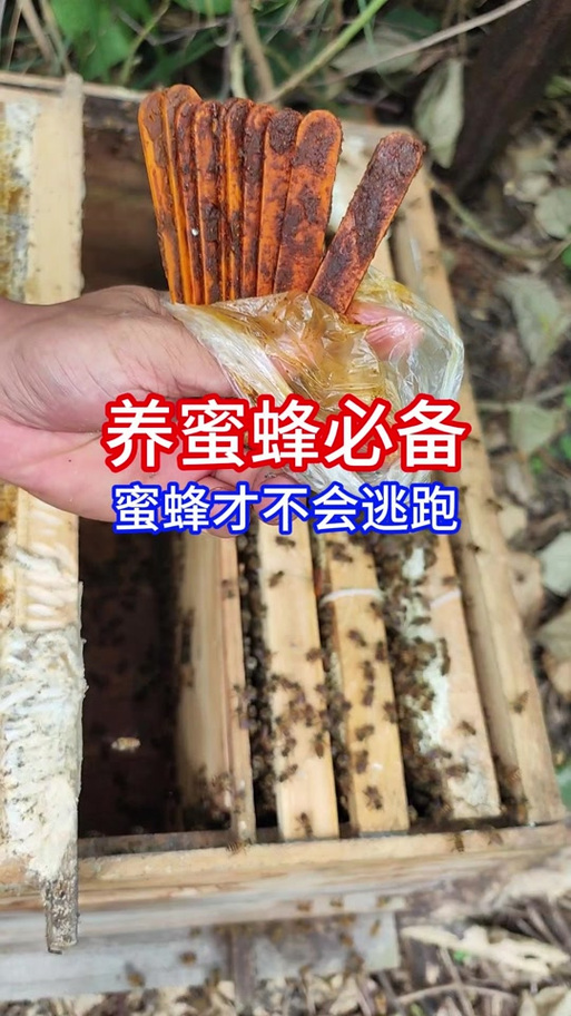 新蜂箱要怎么处理才能进蜜蜂