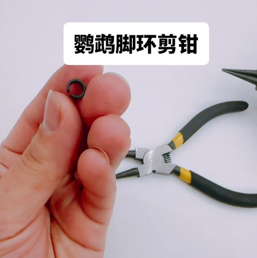 鹦鹉标识闭口环怎么取