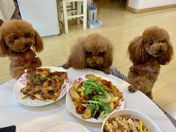 狗狗喂食时间