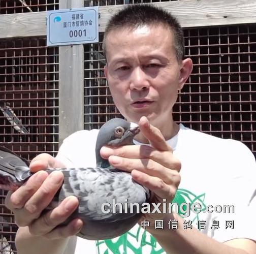 玩信鸽赚钱吗