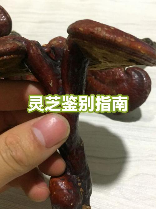 灵芝的鉴别方法