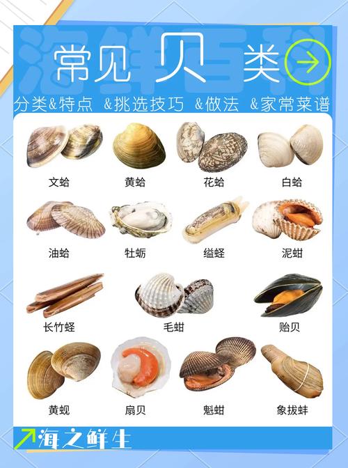 海贝属于什么档次图标