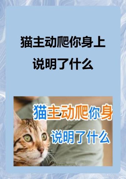 猫主动爬你身上说明了什么