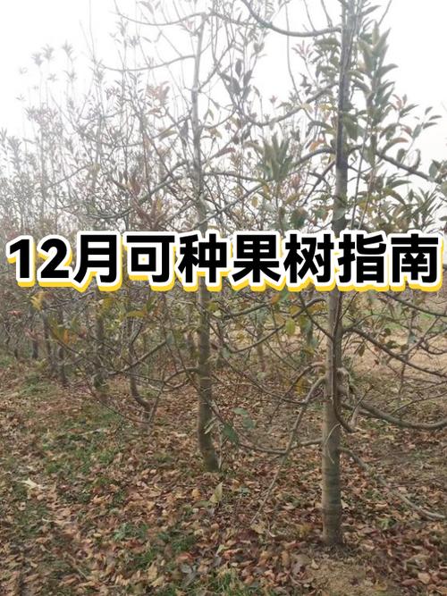 1一12月种果树表