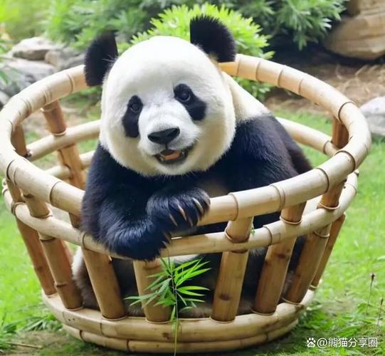 熊猫爆粉登录