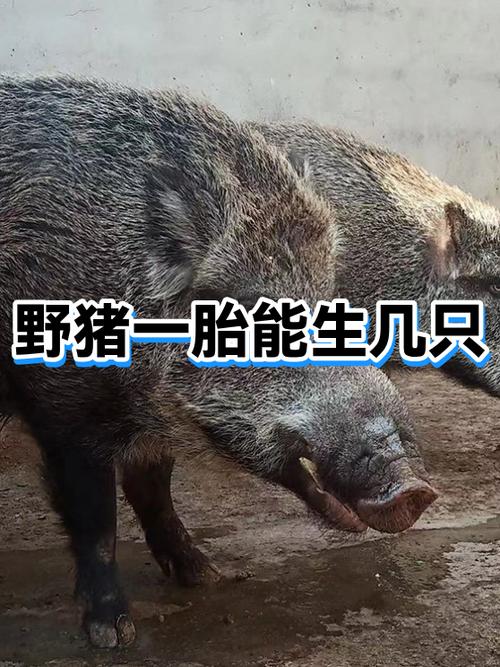 猪一年生几胎,一胎几个