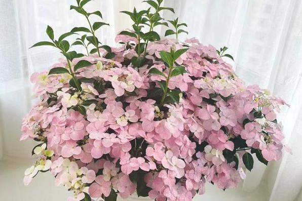 绣球花适合冬天种植吗