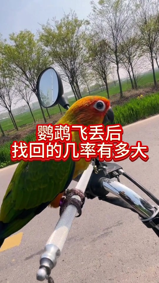 鹦鹉飞丢,主人要警惕