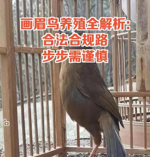 养画眉鸟是圆笼好还是方笼好图标