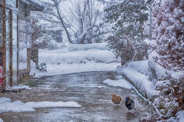 雪が降ってきました缩略图