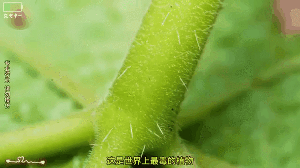 世界最毒植物