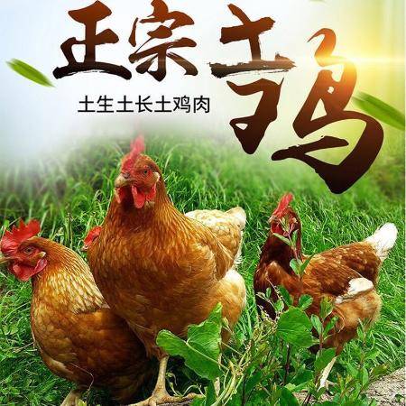 养鸡不生病的土方法