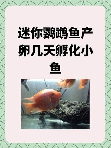 鹦鹉鱼产卵能活吗
