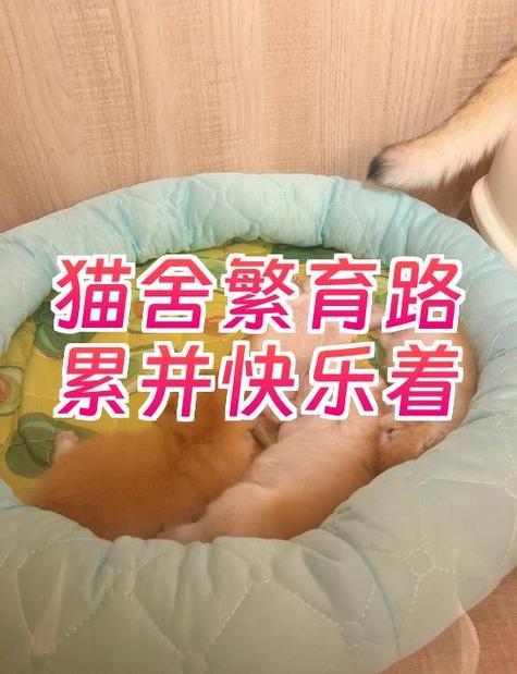 养猫卖崽能挣钱么游戏截图